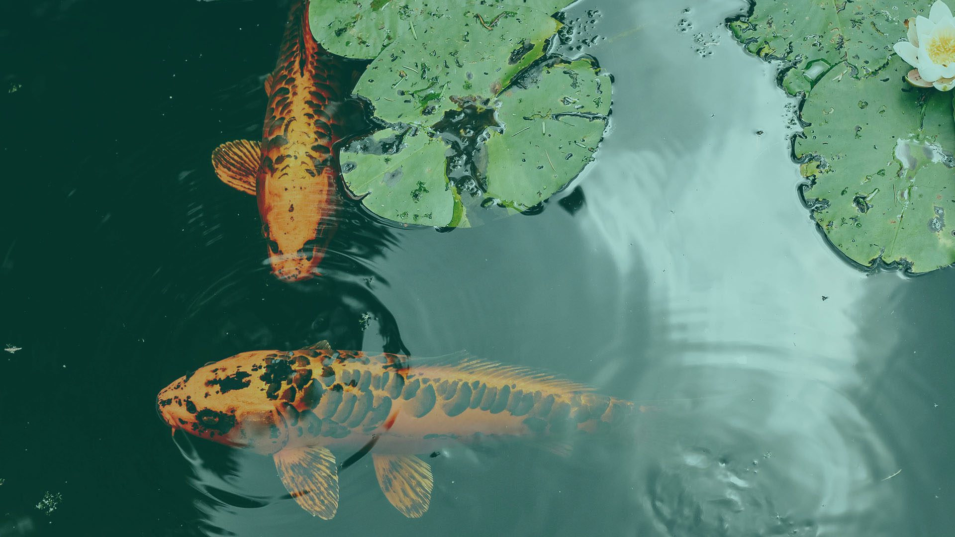 foam-conversion-fish-in-pond-1920×1080-green-filter